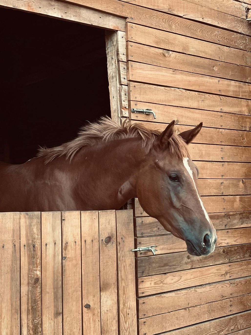 A brown horse with a white face stripe looks out from a wooden stable stall.