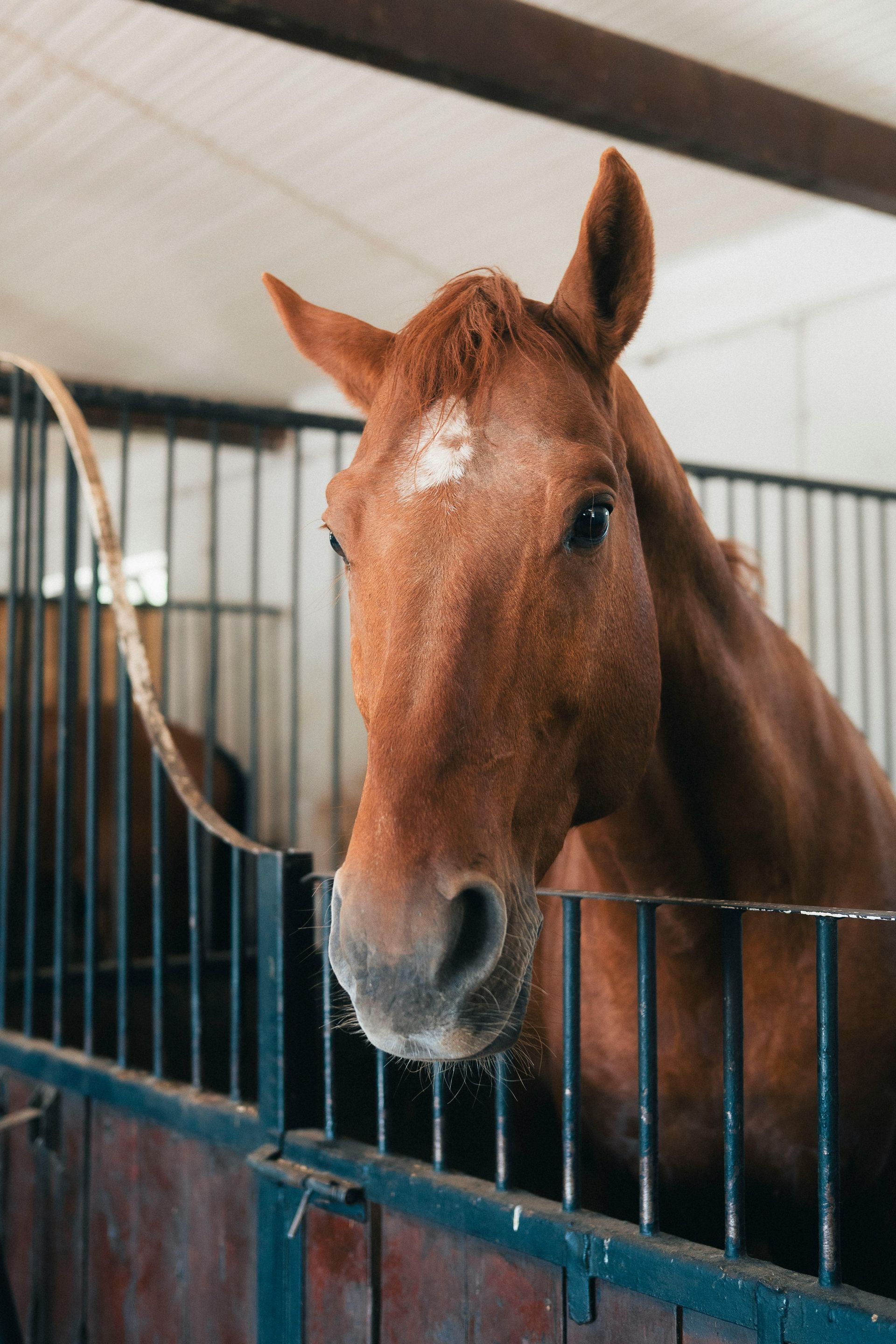 A chestnut horse with a white mark on its forehead looks over the metal gate of a stable stall.