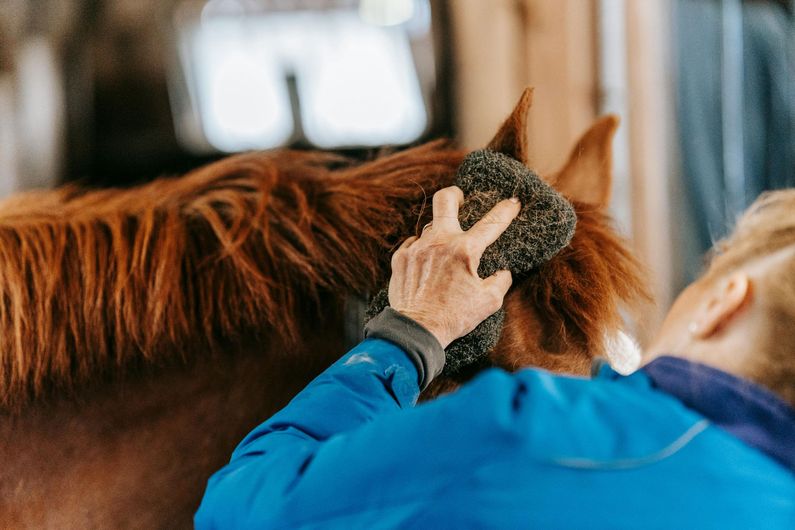 A person in a blue jacket grooms a brown horse with a dark brush.