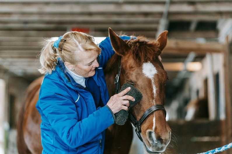 A person in a blue jacket grooms a brown horse with a white mark on its forehead inside a stable.