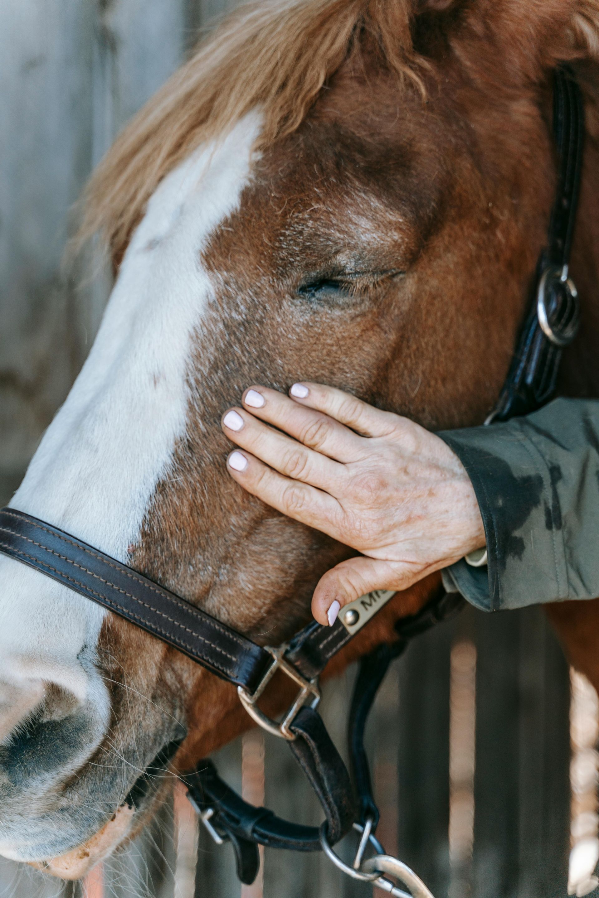 A person's hand gently strokes the side of a brown horse with a white blaze on its face, wearing a black halter.