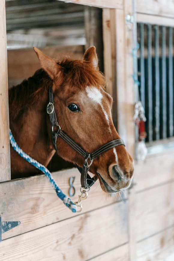 A brown horse with a white face marking and a black halter peeks out from its wooden stable stall numbered 8.