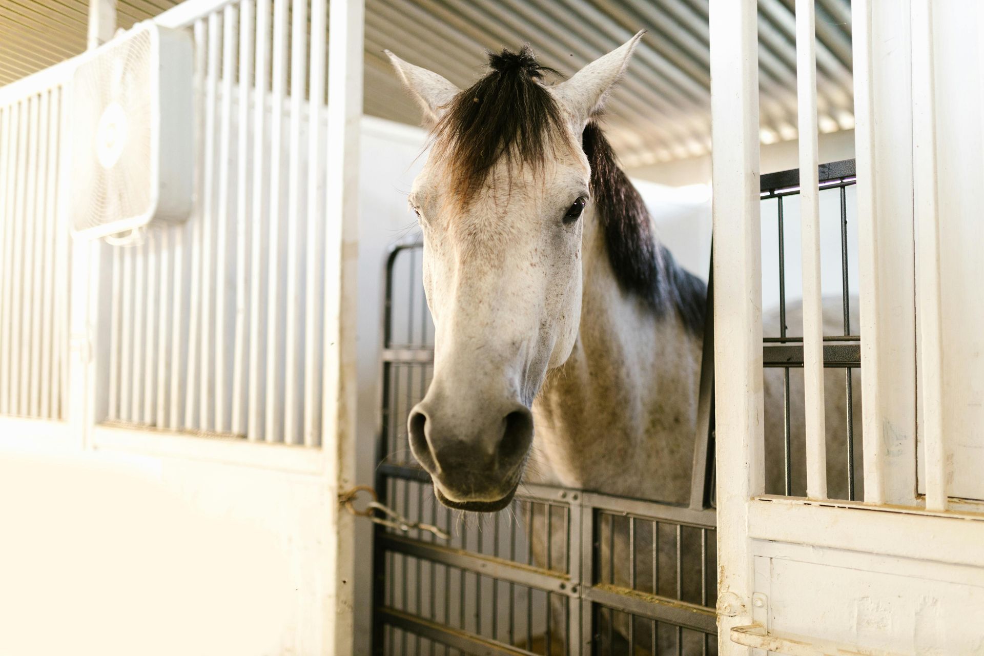 A white horse with a dark mane stands inside a stall, looking toward the camera from behind a metal gate.