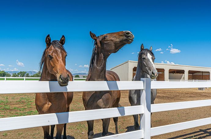 Three horses stand behind a white fence under a clear blue sky, with a stable building in the background.