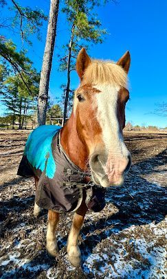 Brown horse in a turquoise blanket standing in a snowy field under a bright blue sky.
