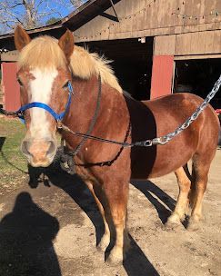 Brown horse with blond mane wearing a blue halter, standing on a dirt path by a barn