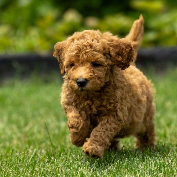 Criaderos de Goldendoodles en mexico