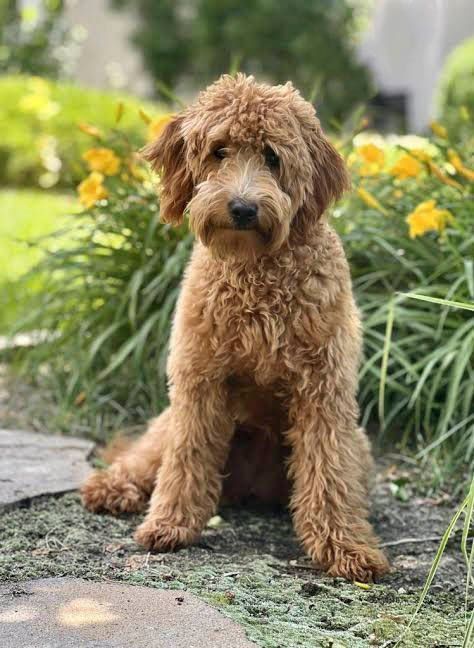 Goldendoodle en venta