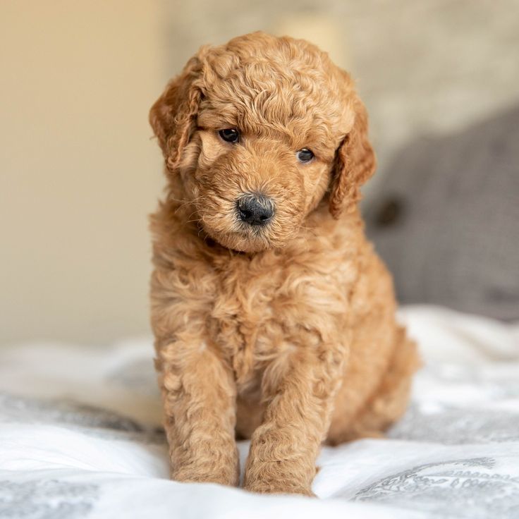 goldendoodle en venta