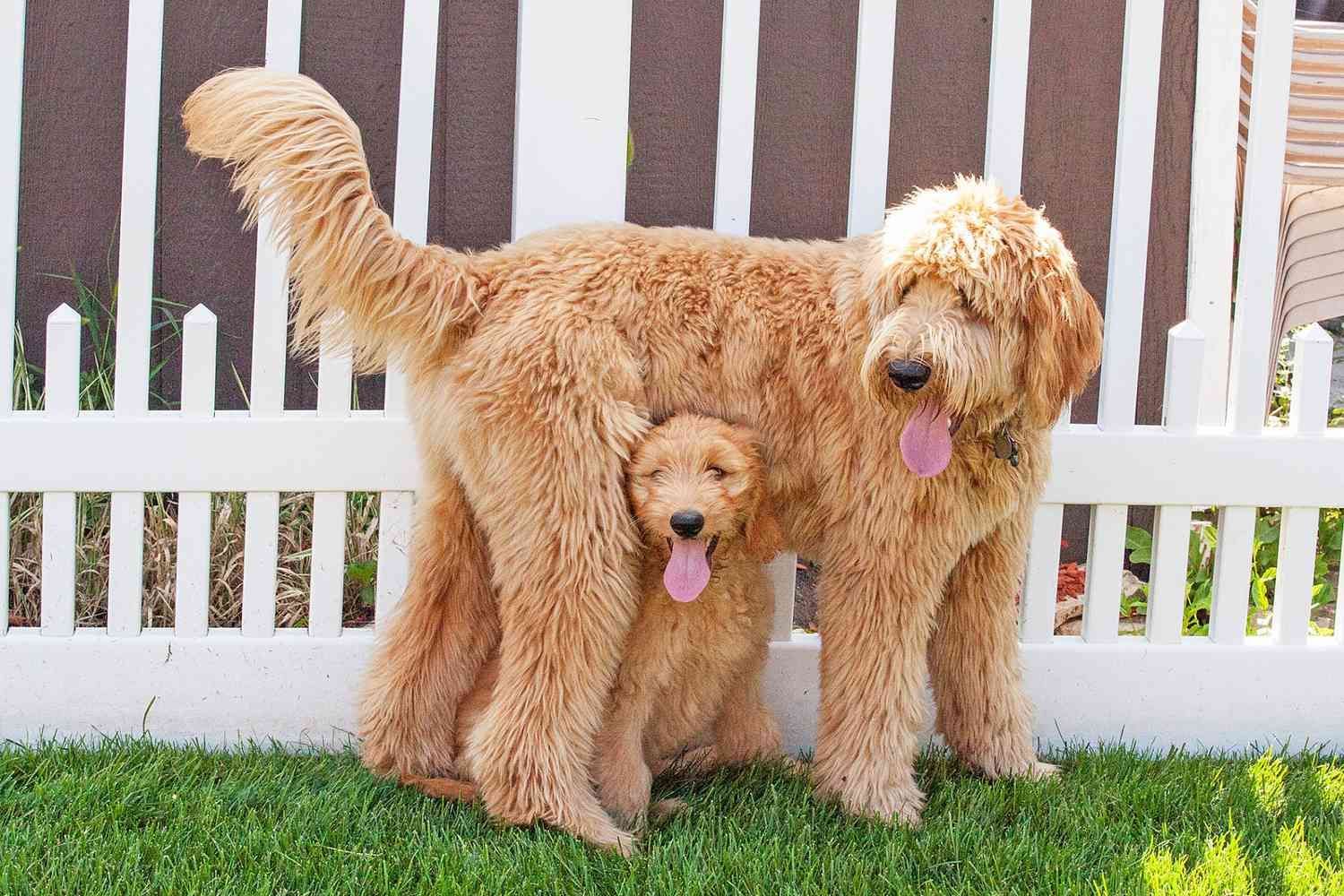 Criadero Goldendoodle Mexico