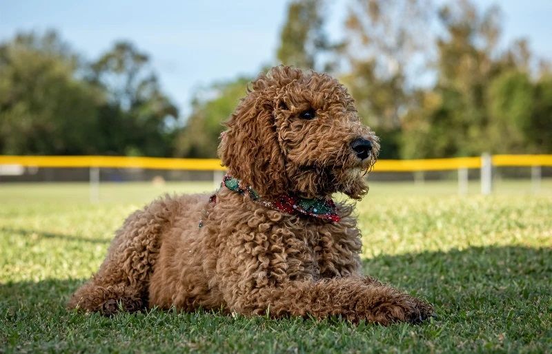 Criadero Goldendoodle Mexico