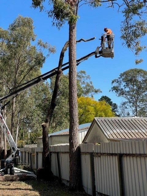 tree removal sydney