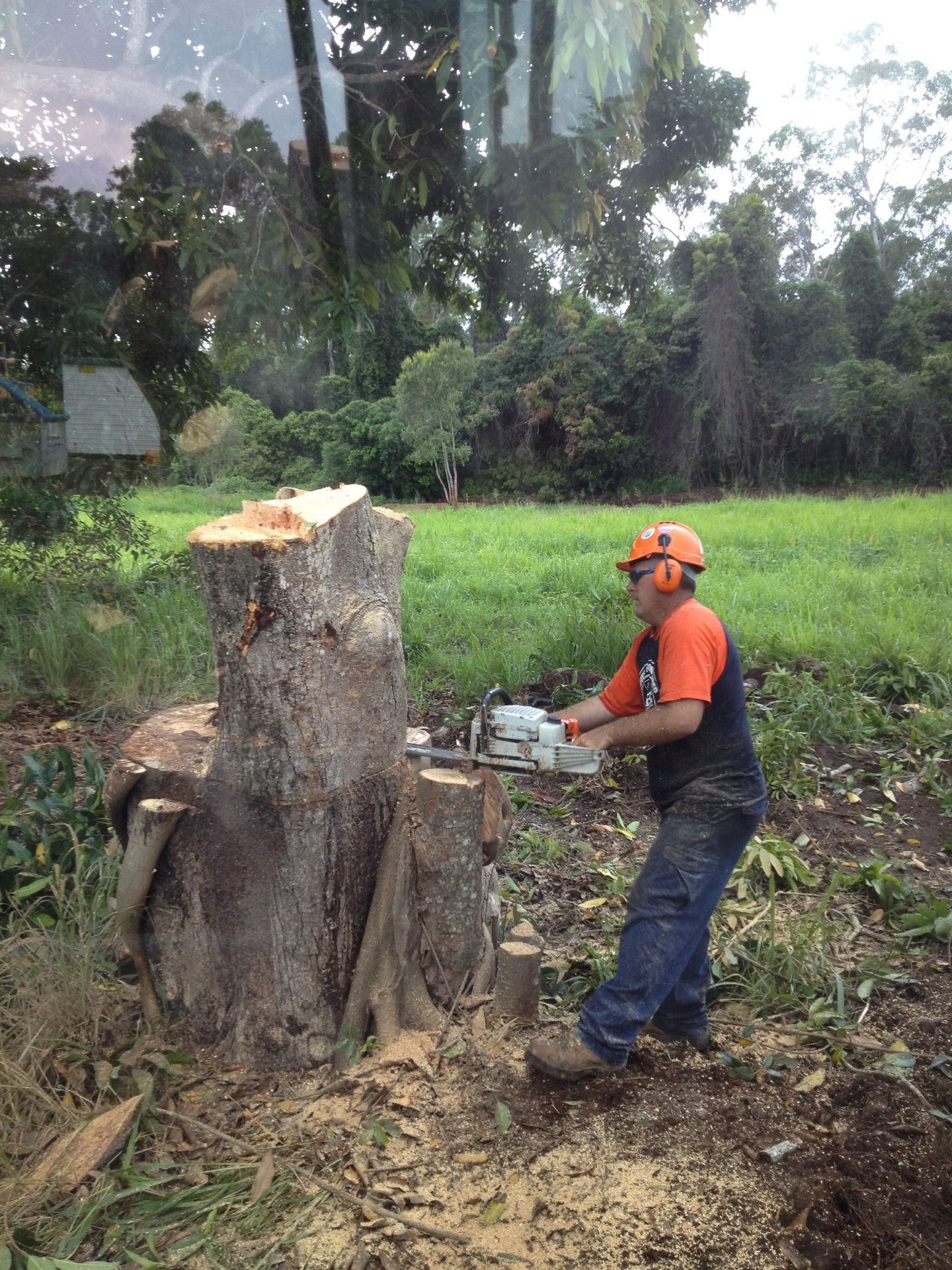 tree cutting sydney