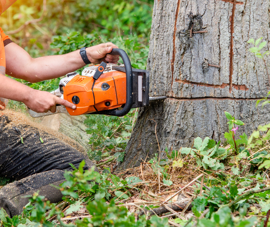 tree removal merrylands