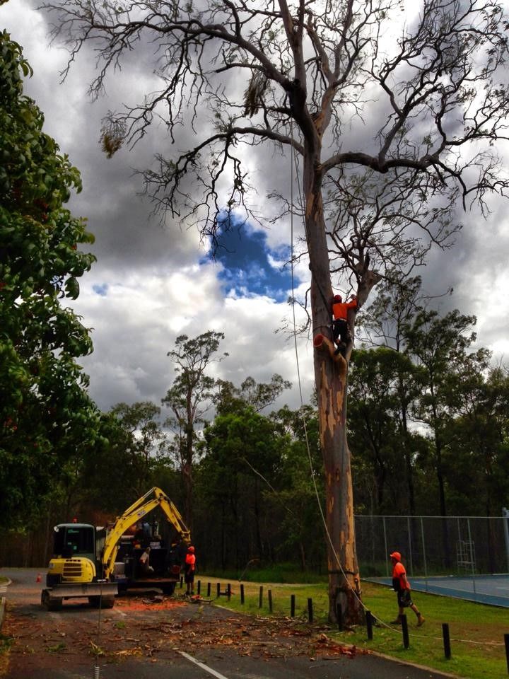 tree trimming sydney