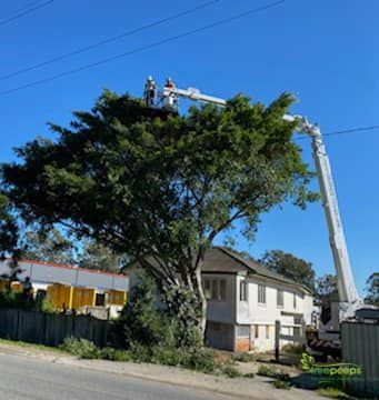 Tree pruning in Sydney by qualified arborist