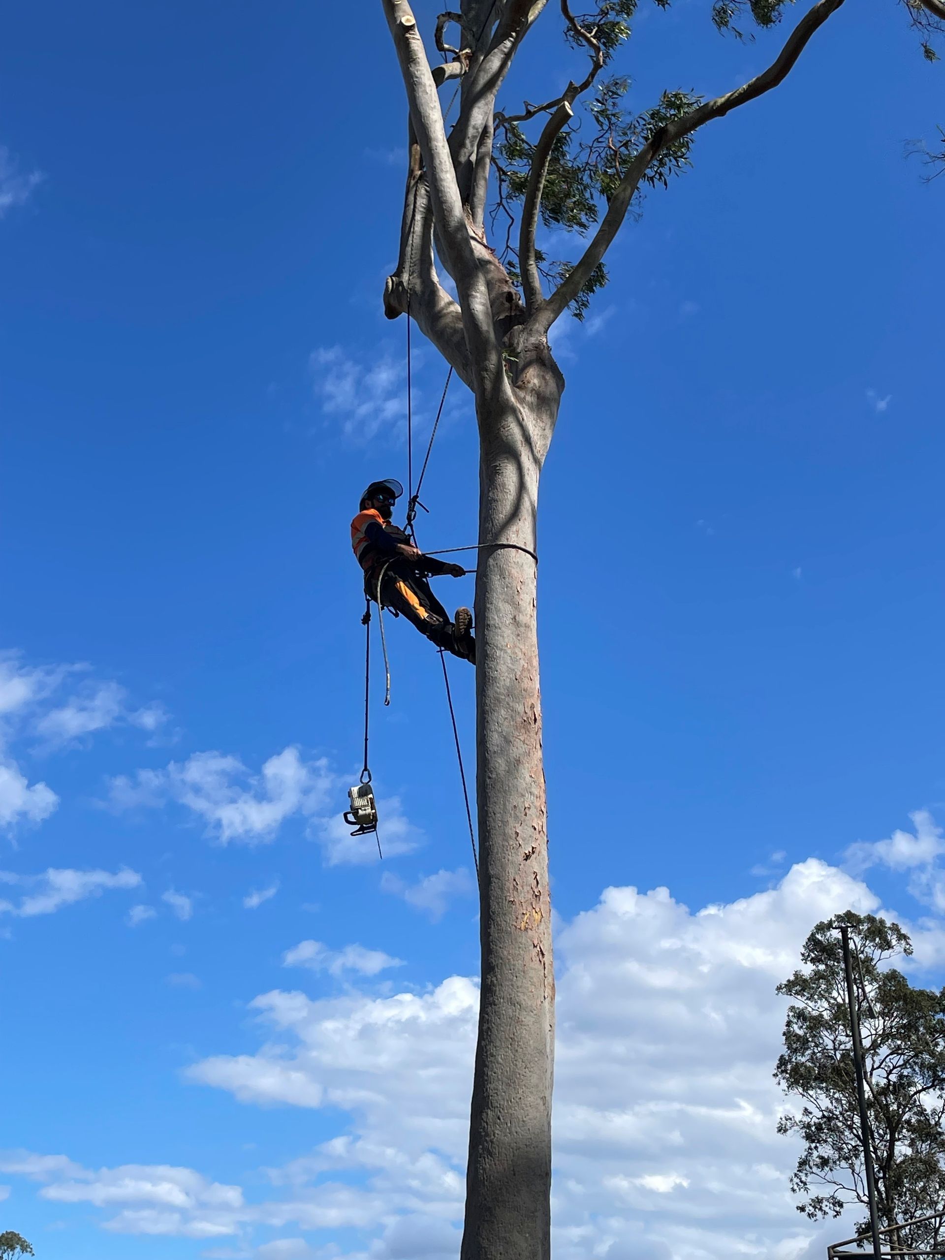 arborist northern beaches