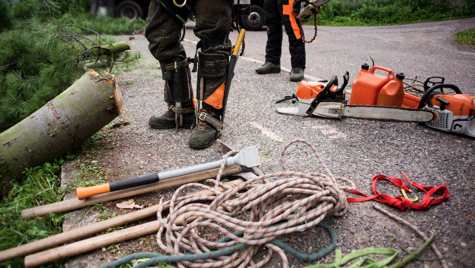 tree removal north shore