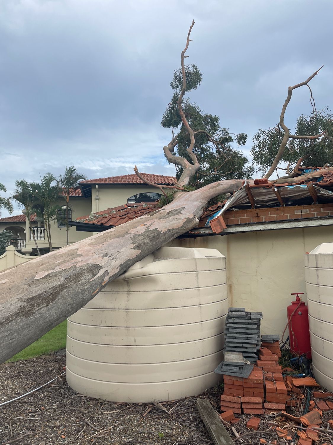 emergency arborist sydney