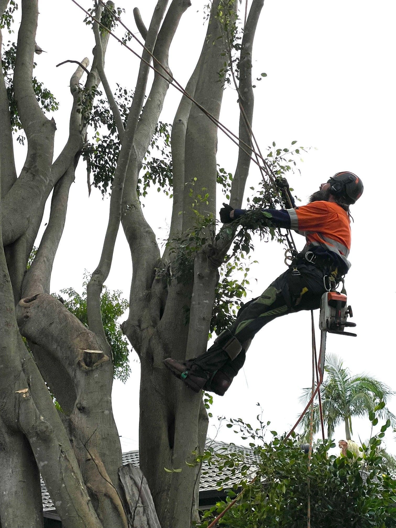 Sydney Tree Services