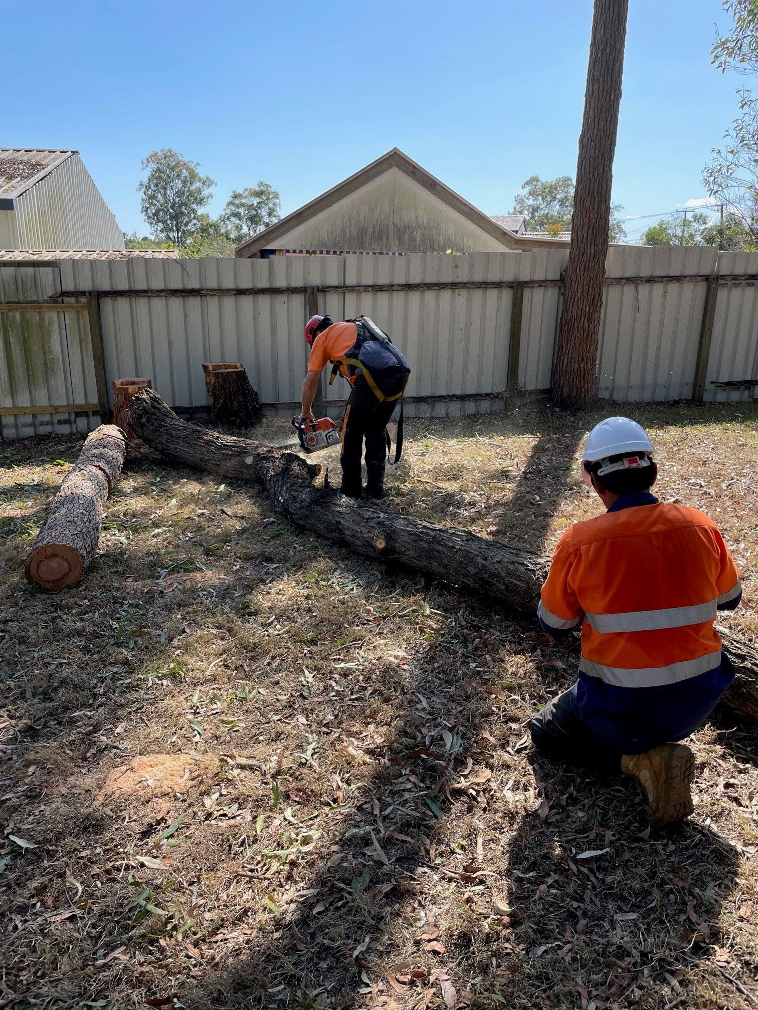 Tree Cutting Services in Sydney