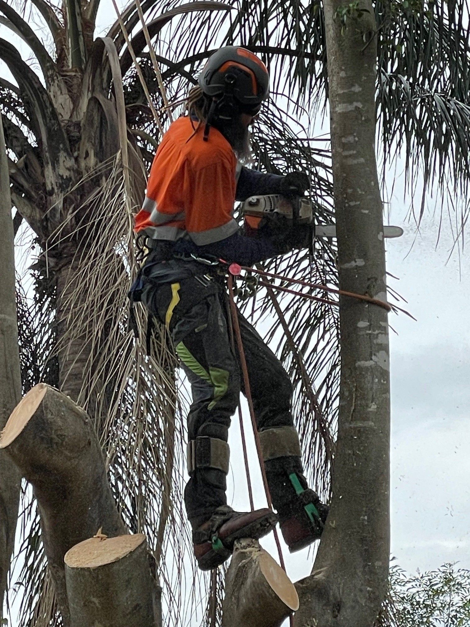 palm removal sydney