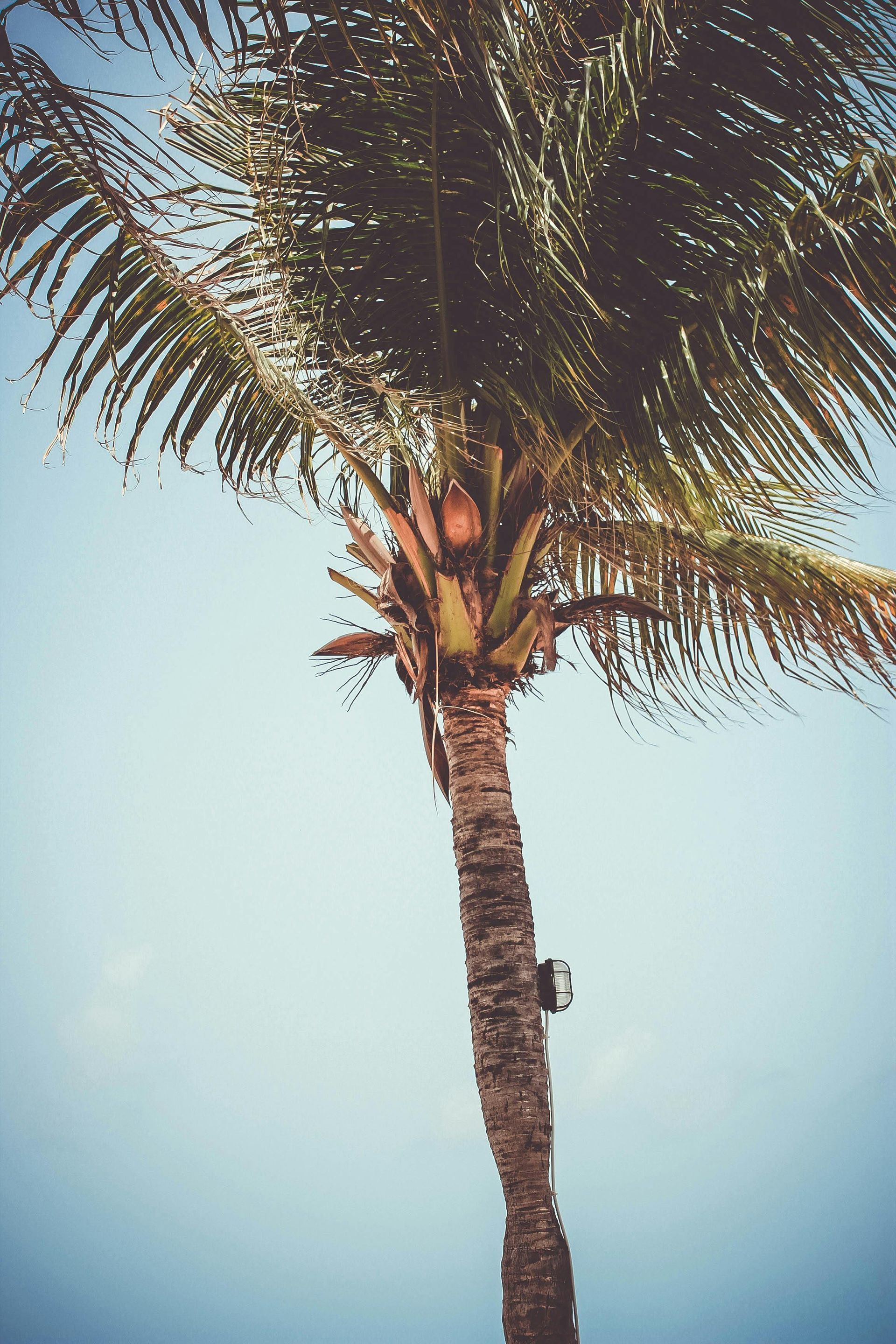 Palm tree removal Sydney by qualified arborist