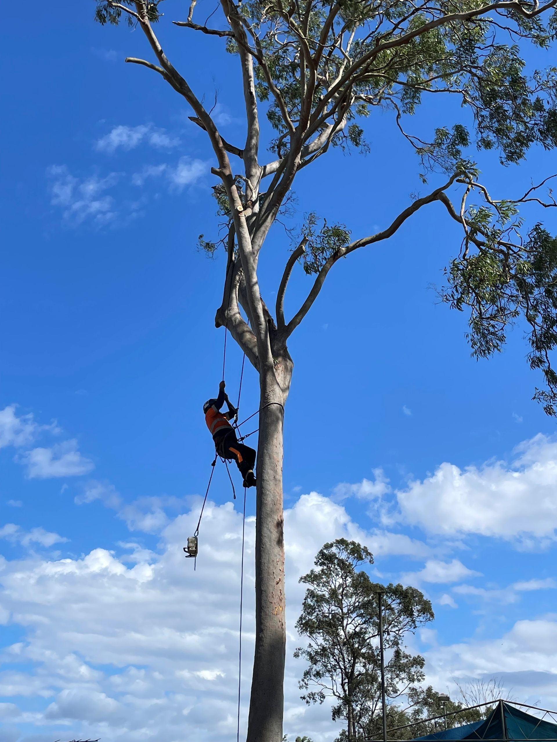 Tree Cutting Services Sydney
