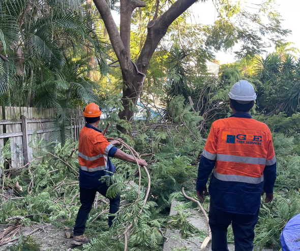 Tree Loppers Sydney