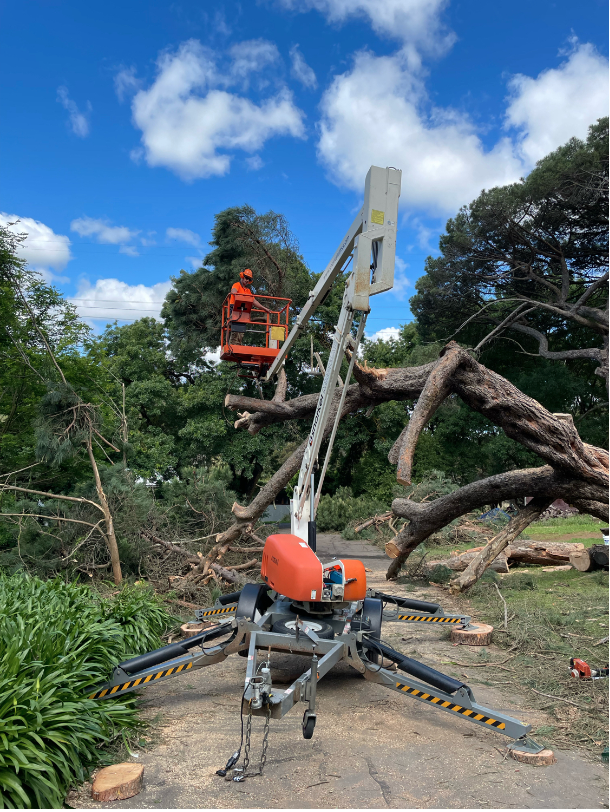 emergency tree services  sydney