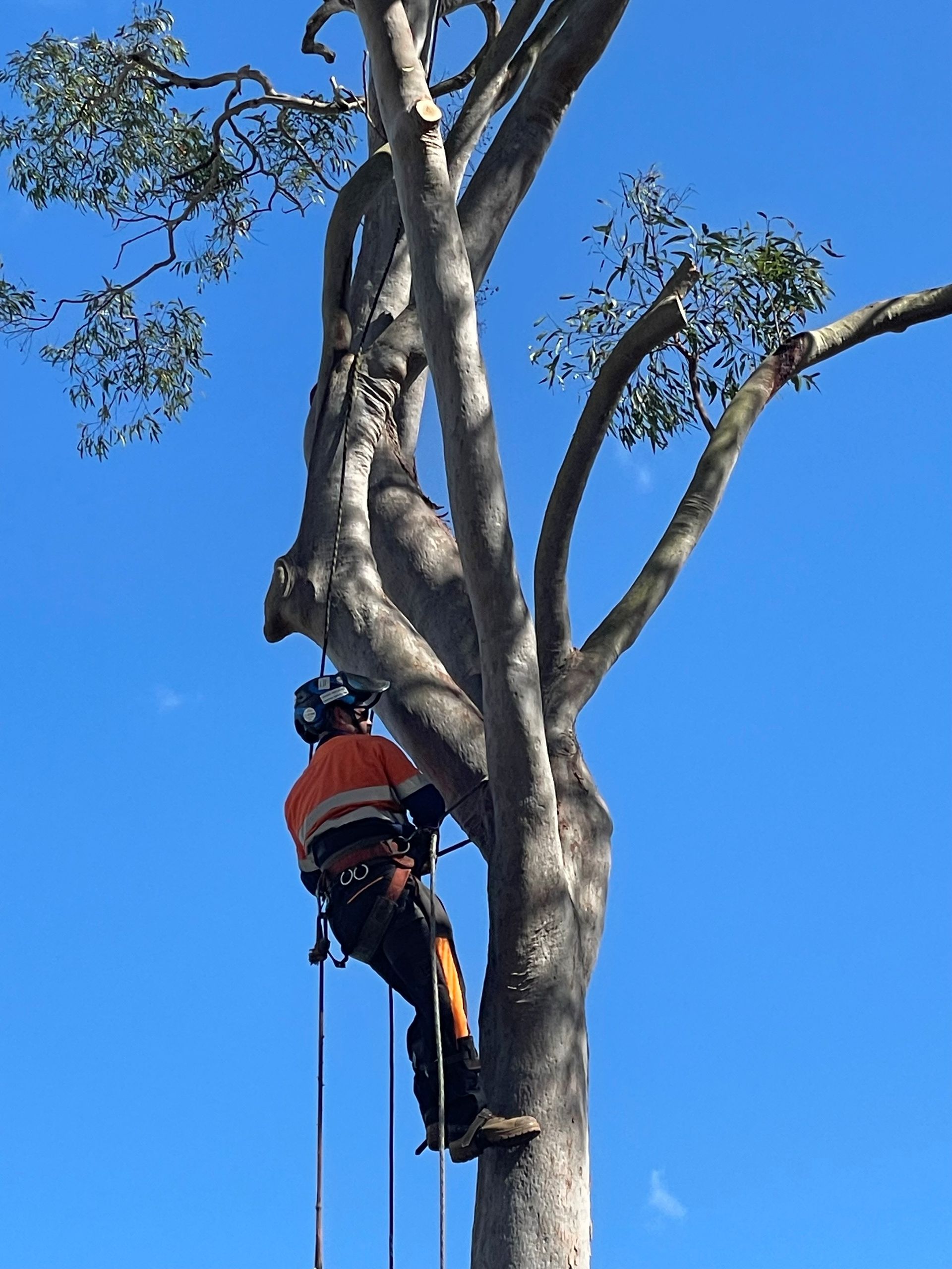 tree removal blacktown