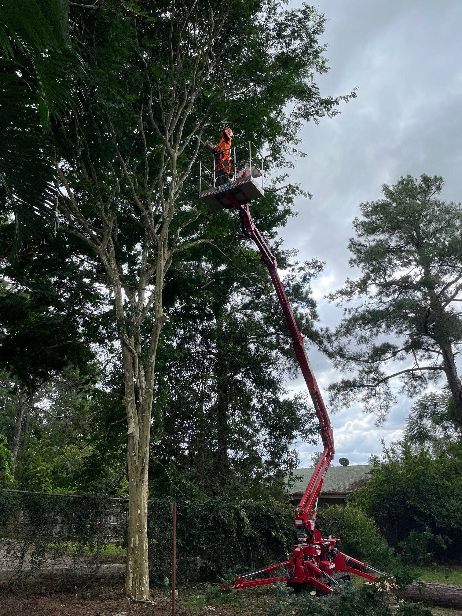 tree cutting services sydney