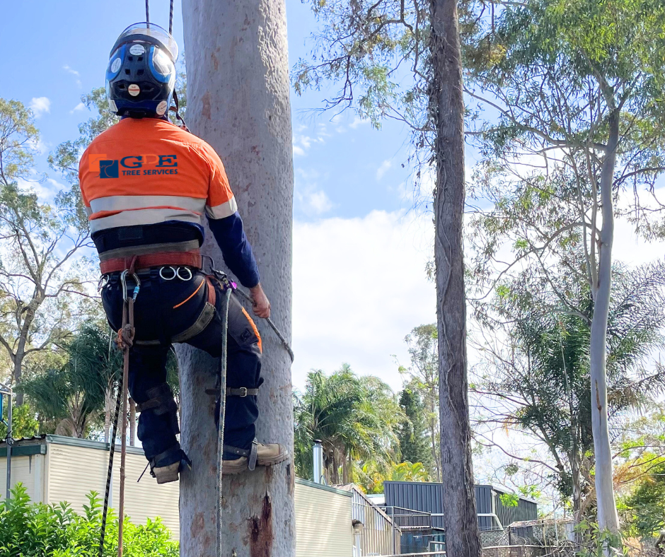 Tree Removal Sydney