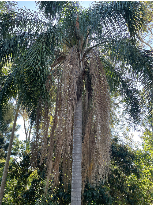 palm removal sydney