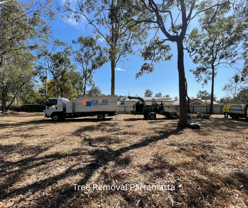 tree removal parramatta