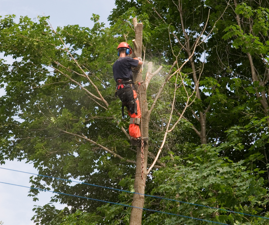 tree services casula