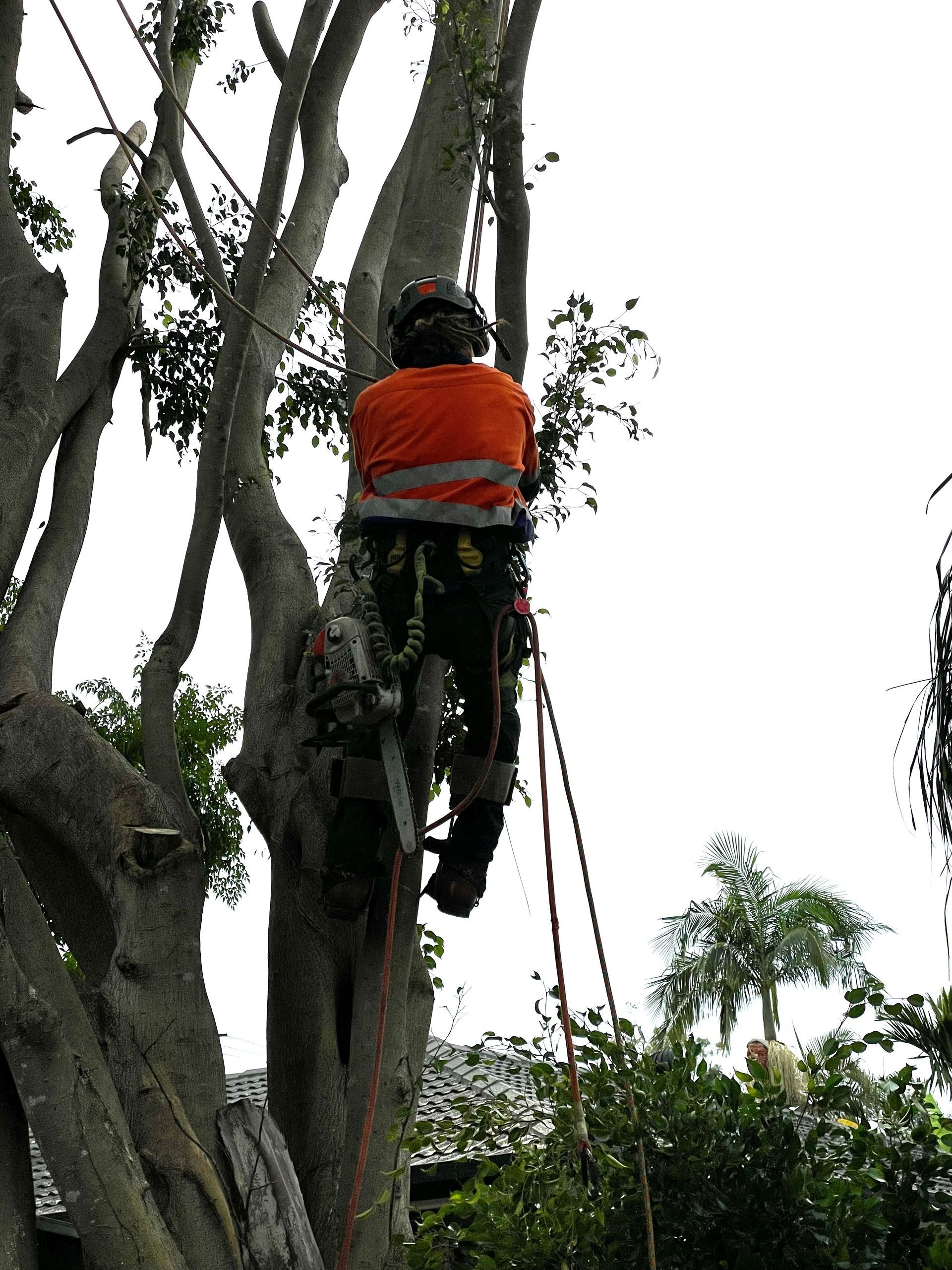 tree removal in liverpool sydney