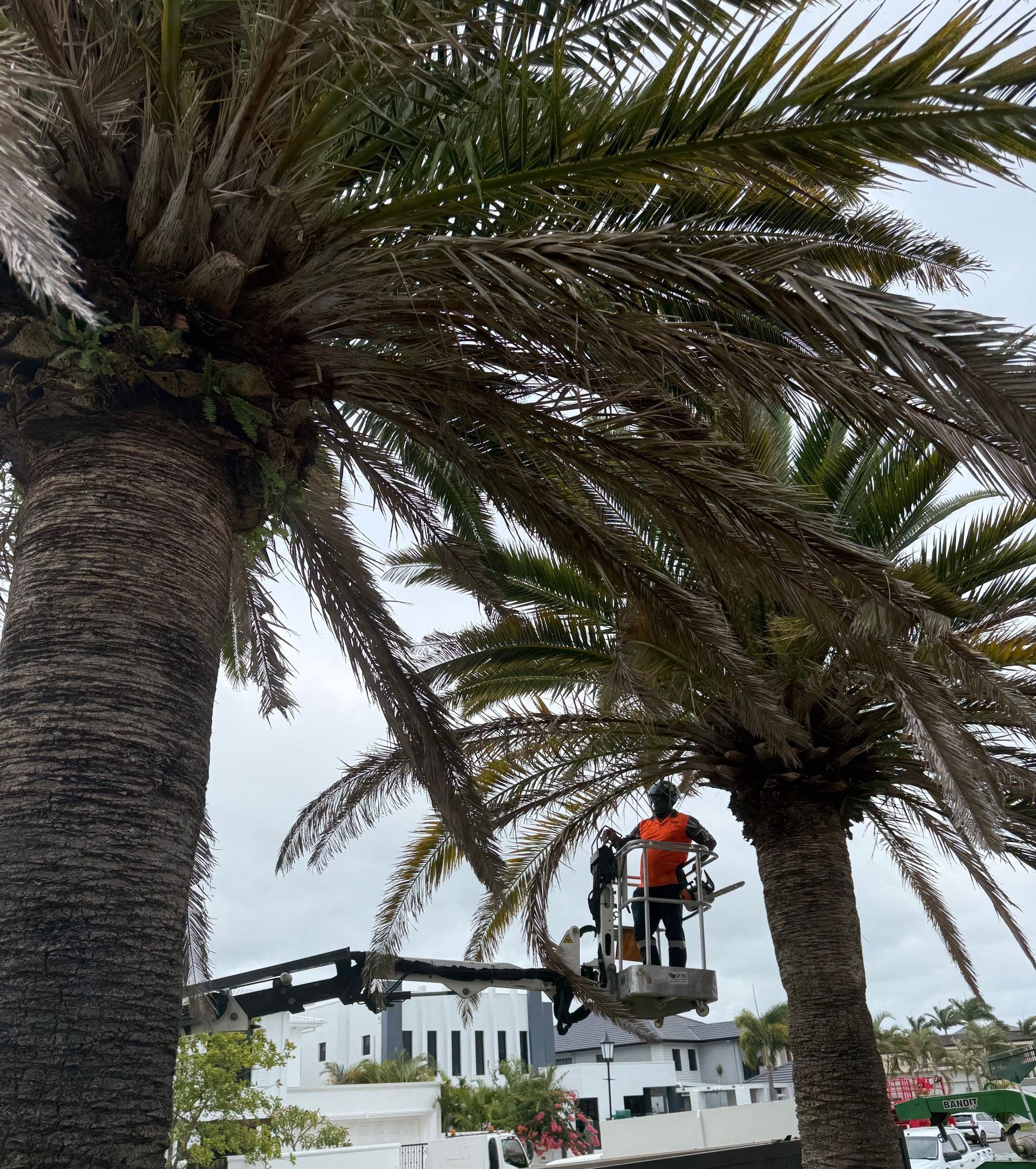tree removal warwick farm