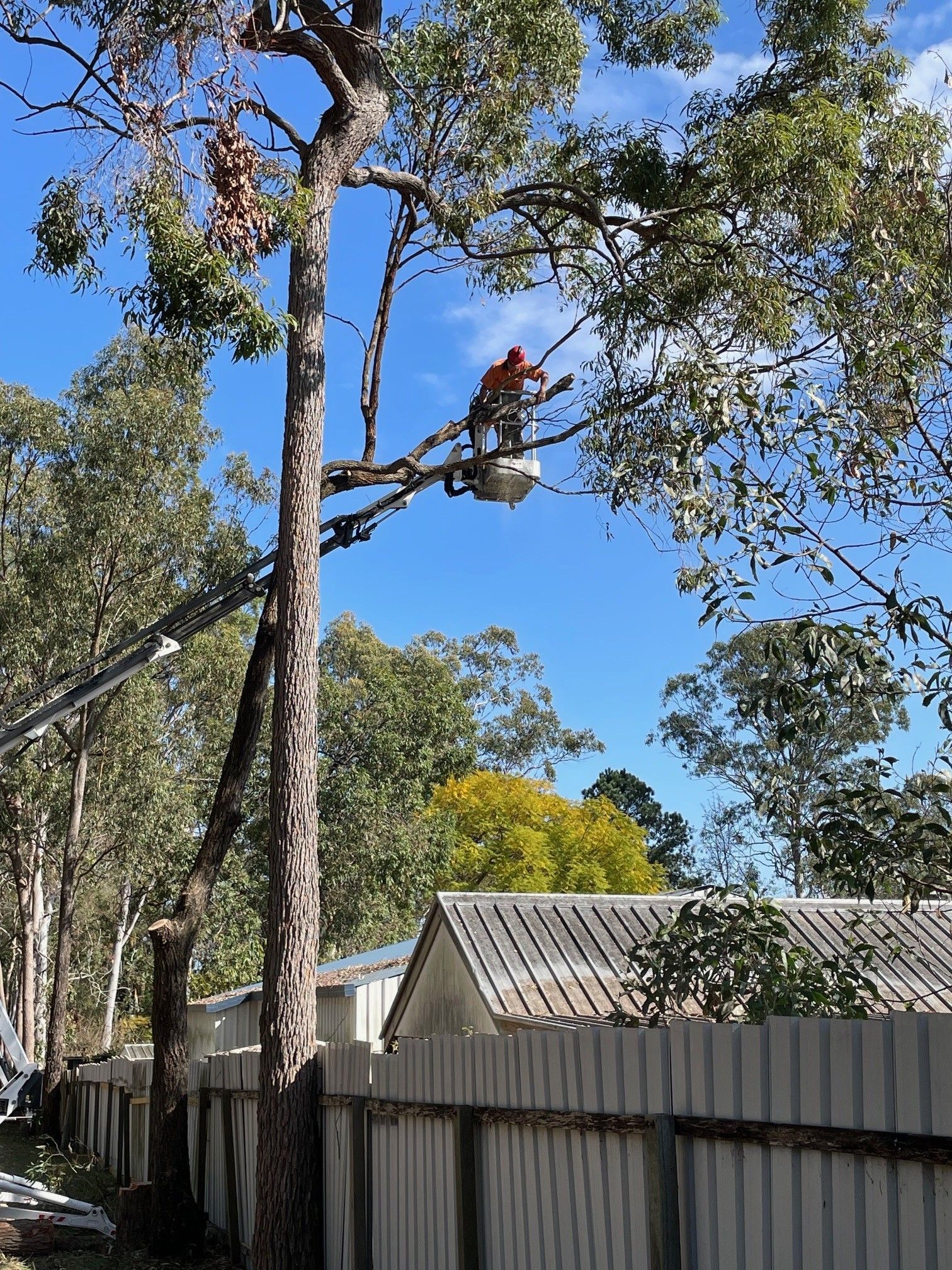 tree services sydney