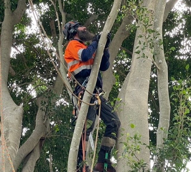 Tree Lopping in Sydney