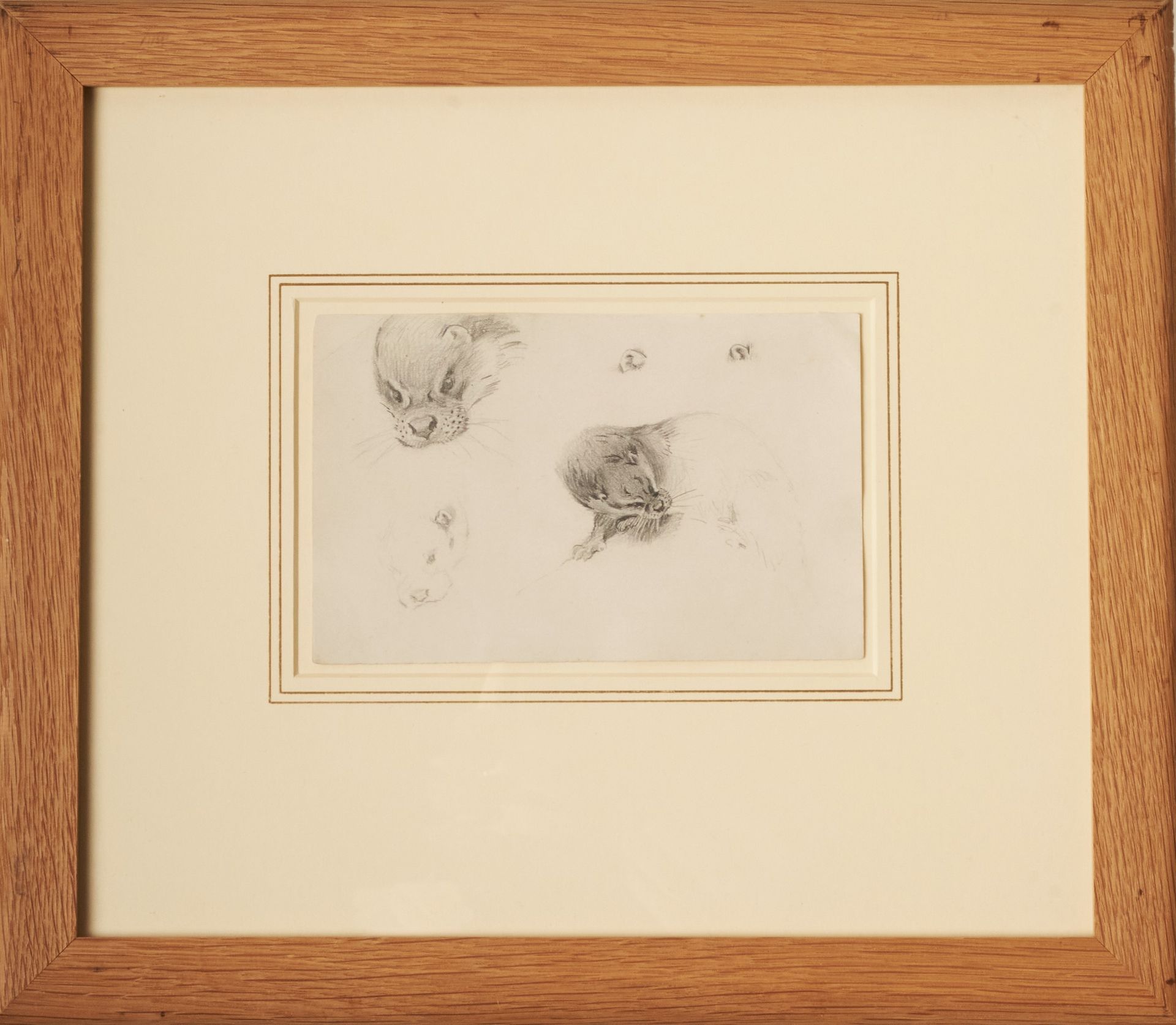 A detailed series of pencil sketches and drawings of an otter.