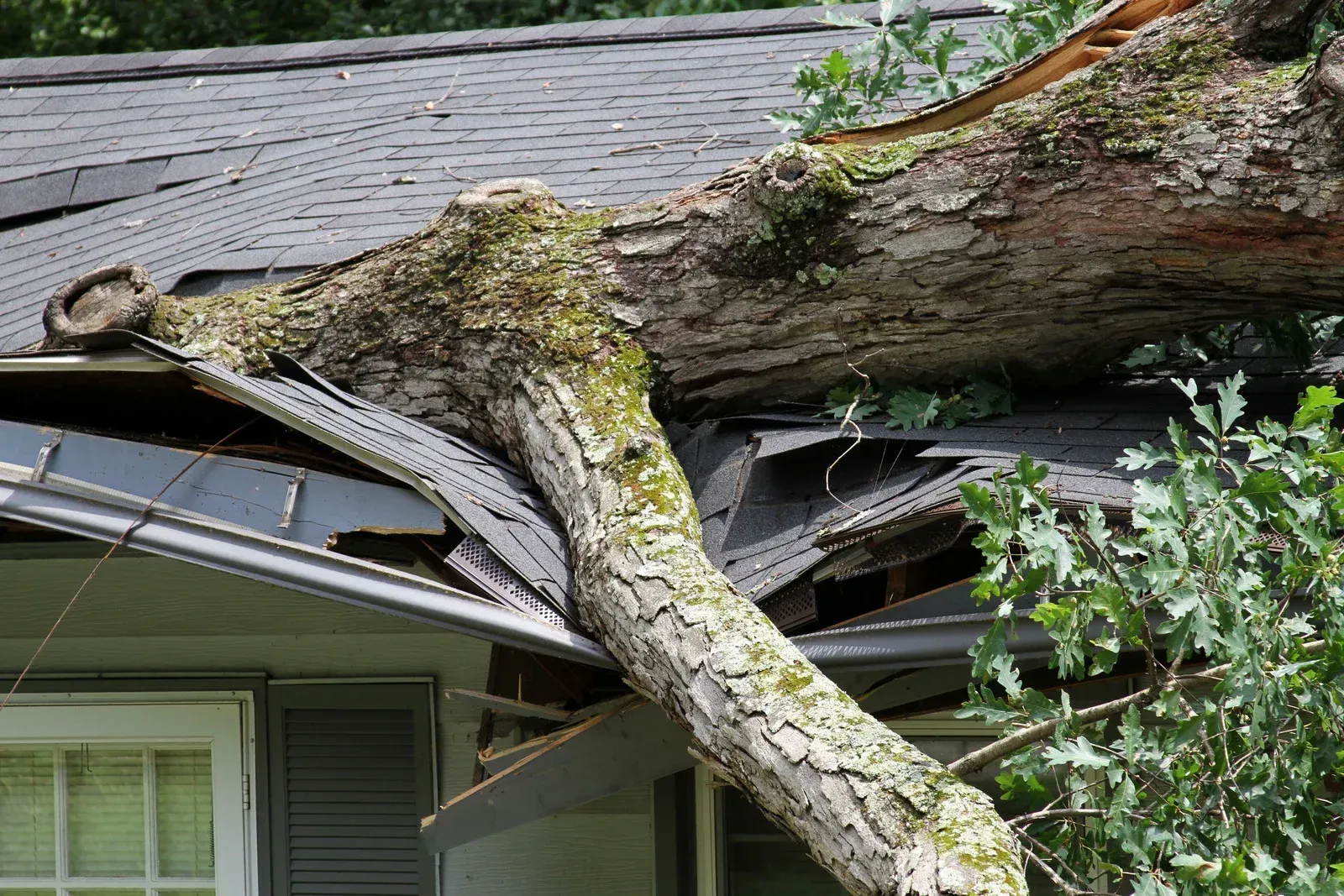 Tree trunk crashed through a house roof, causing damage.