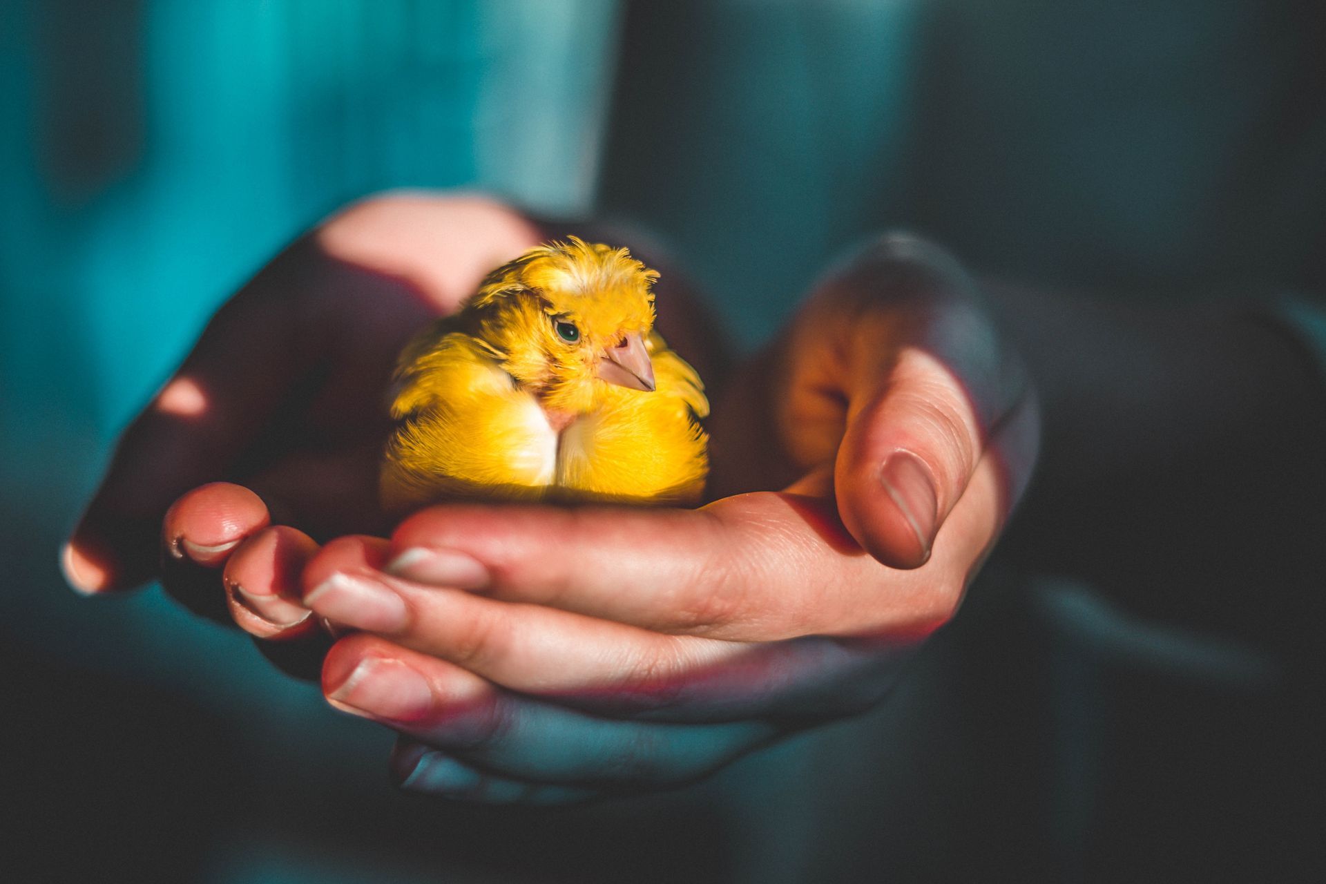 Tiny yellow chick nestled in cupped hands against a dark, blurred background