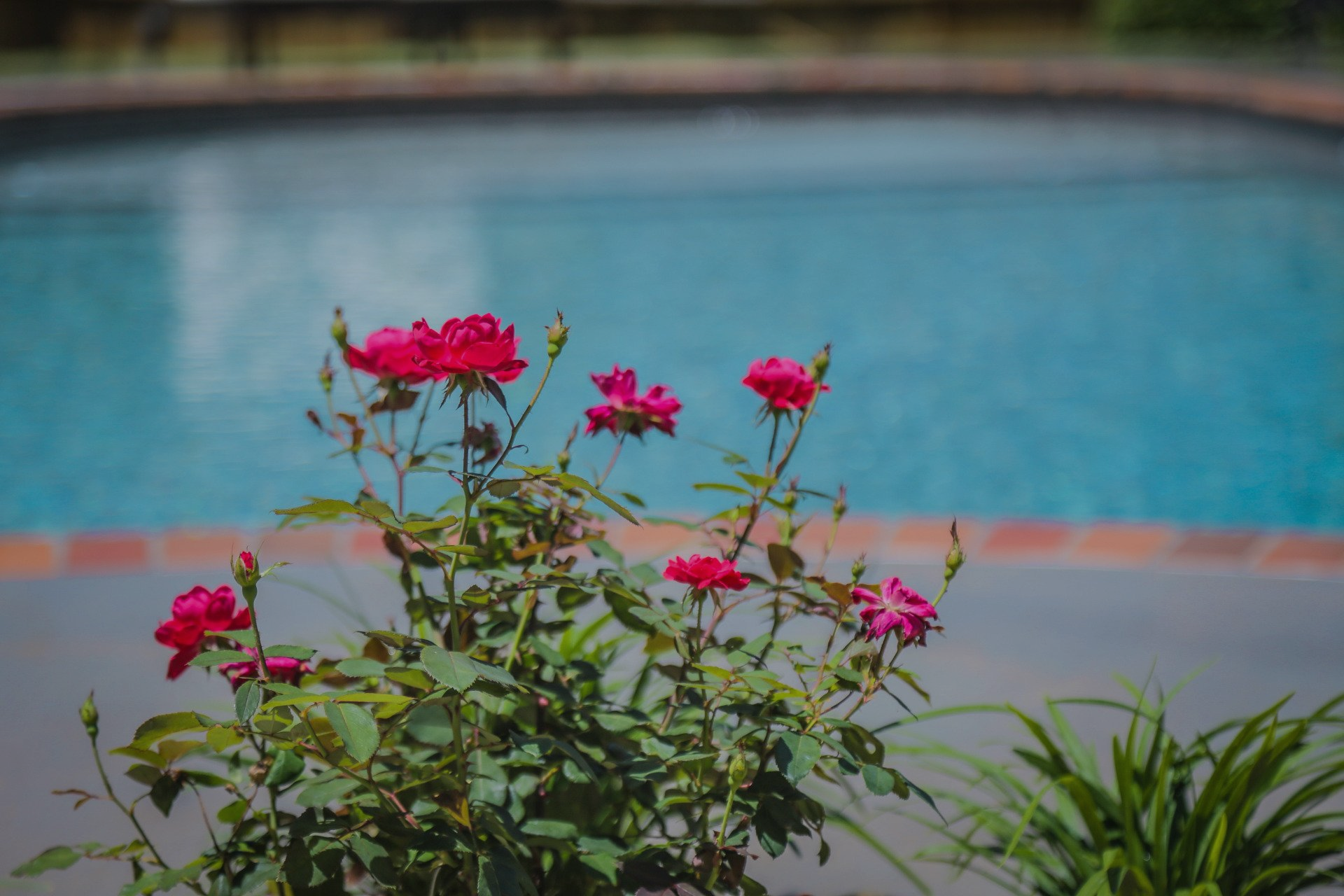 Custom pool by Aqua Blue Pools