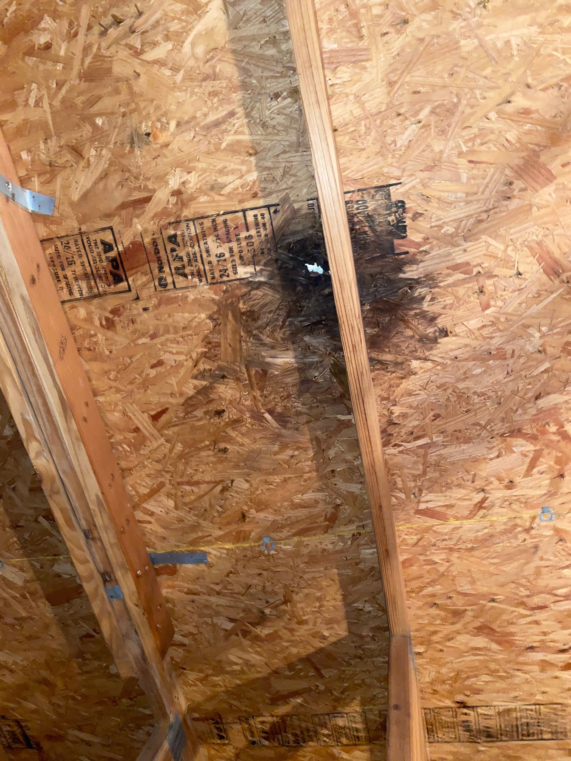 Black mold stains on an oriented strand board roof, showing water damage near a roof vent.