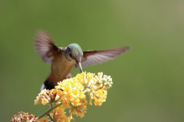 humming bird hovering over a flower