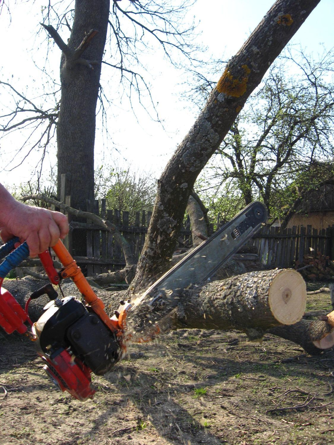 Person using a chainsaw to cut a tree branch outdoors; sawdust flying.