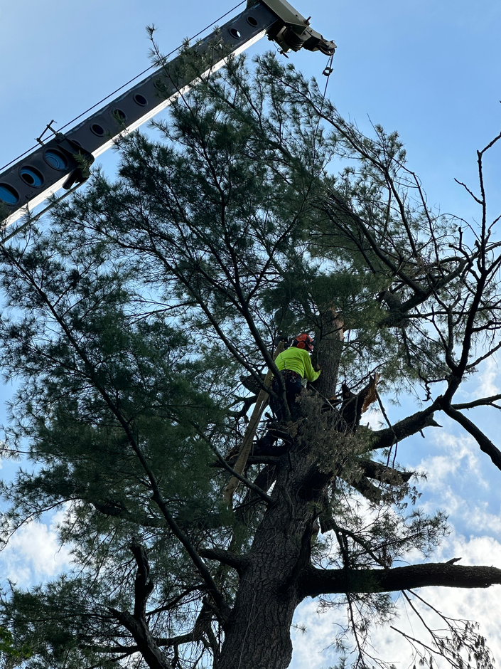 A tree being trimmed by a worker in a tree, assisted by a crane on a sunny day.