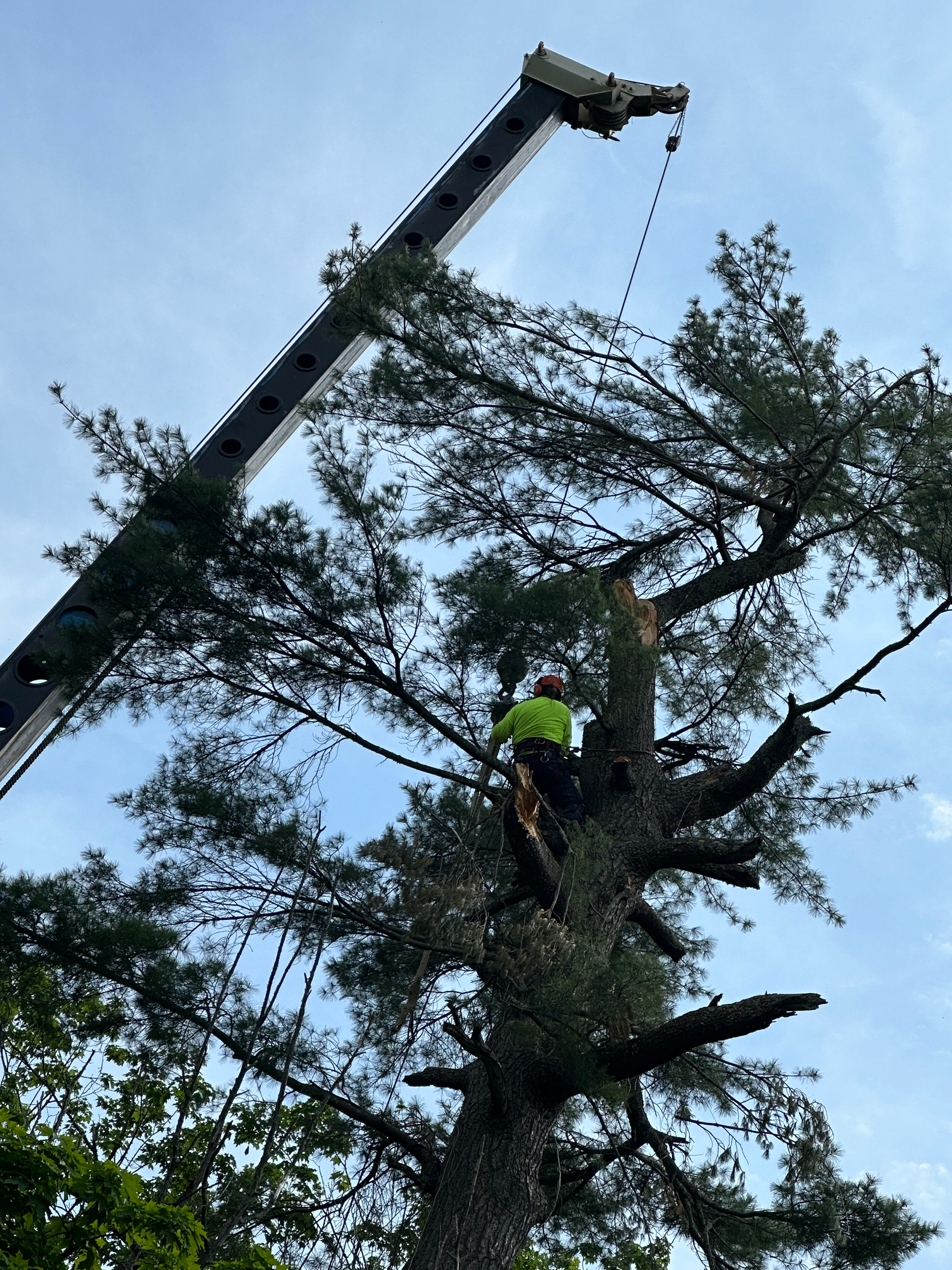 Tree worker in a tall tree being trimmed by a crane against a blue sky.