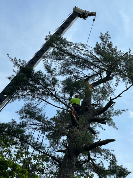 Tree worker in a tall tree being trimmed by a crane against a blue sky.